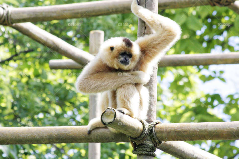 Buff-Cheeked Gibbon