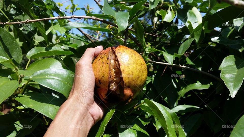 pomegranate