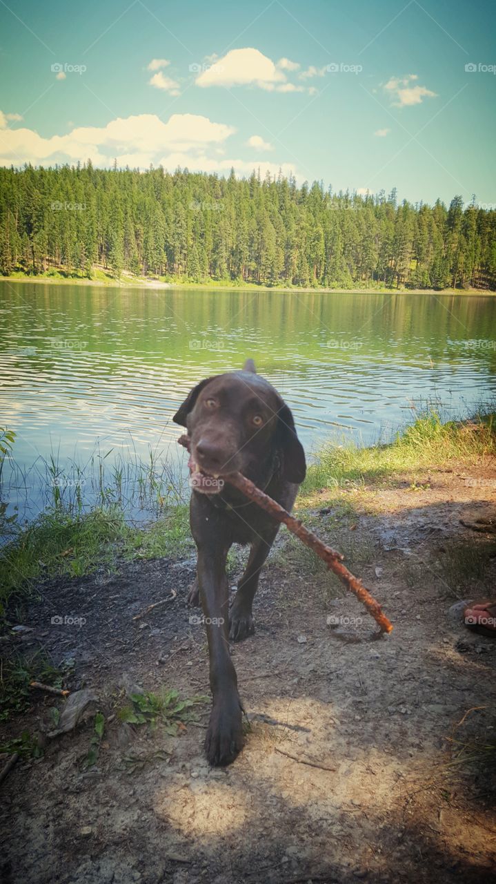 dog with a big stick!