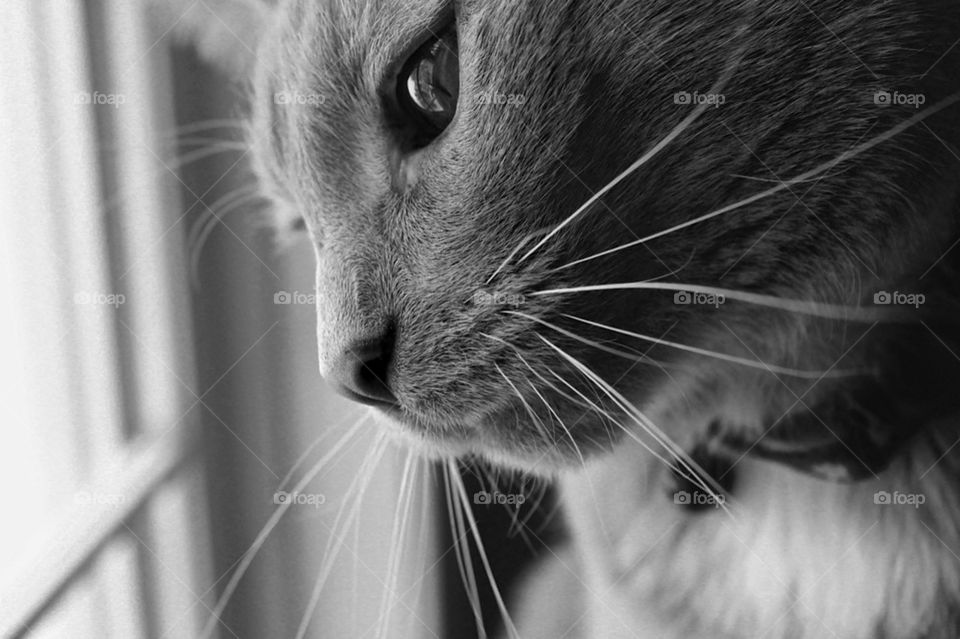 Charcoal Whiskers 