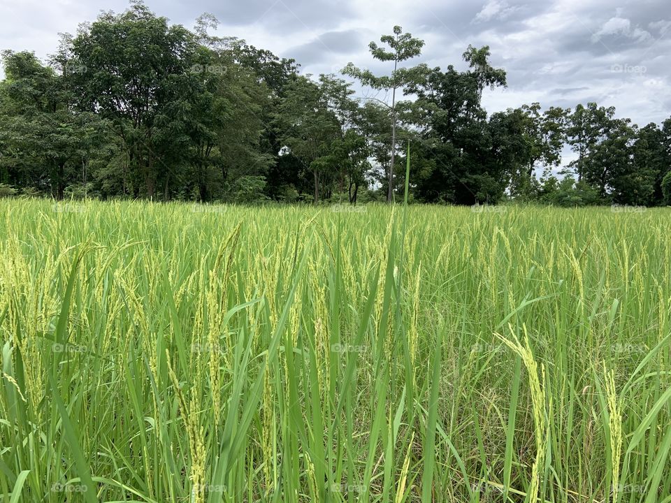 Rice field is everywhere, Countryside (Thailand)