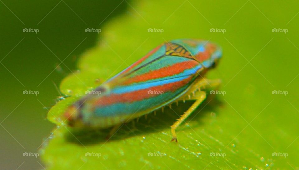 colorful bug on apple leaf