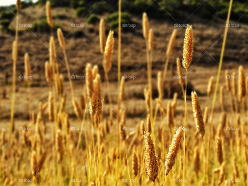 Wheat field