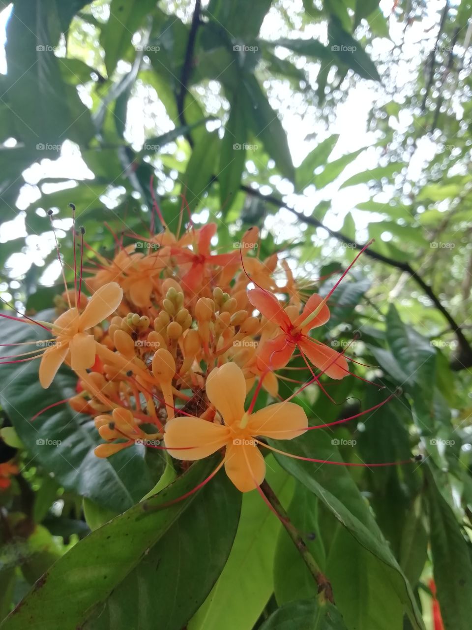 Close up snap of a orange cutie