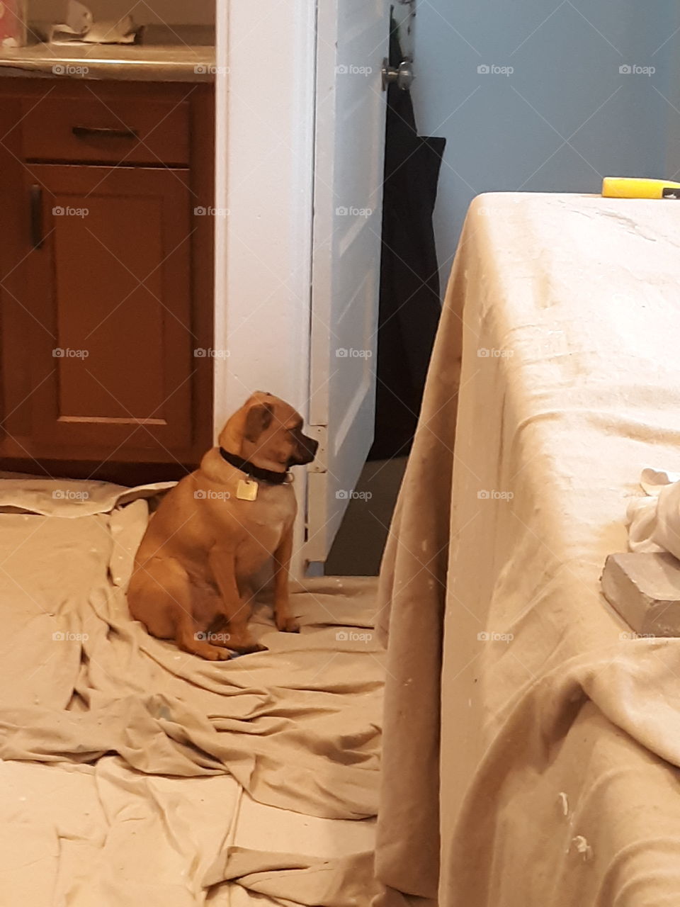 Clients Chug waiting for her owner to return because he didn't get to go with them this time