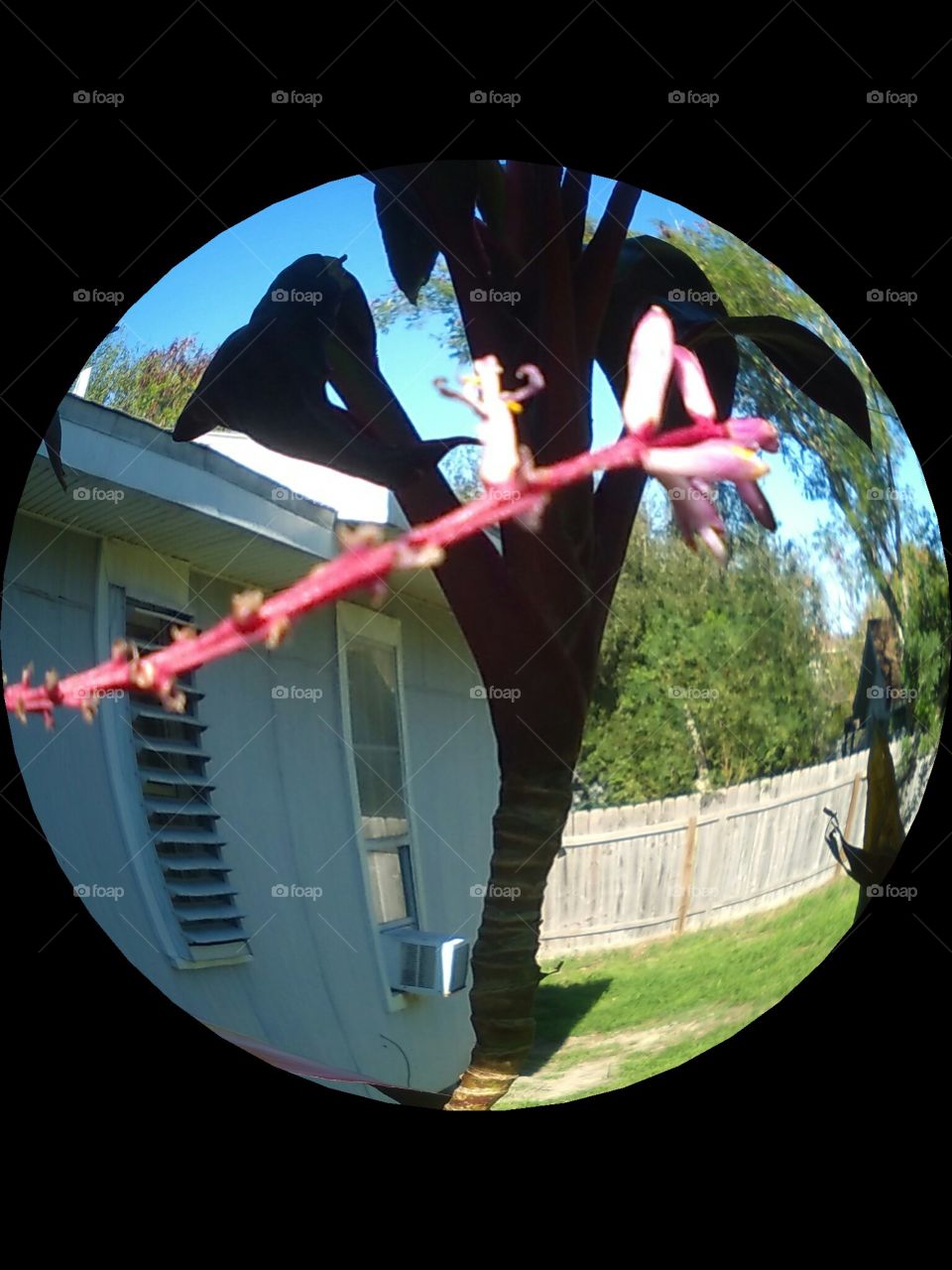 Tea Tree Bloom's Strand