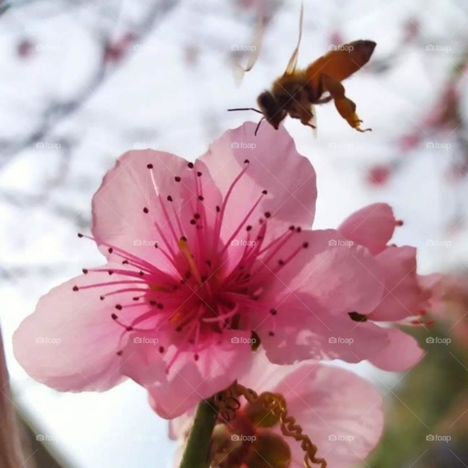 A snapshot in time of the beautiful bee and the attractive almond flower