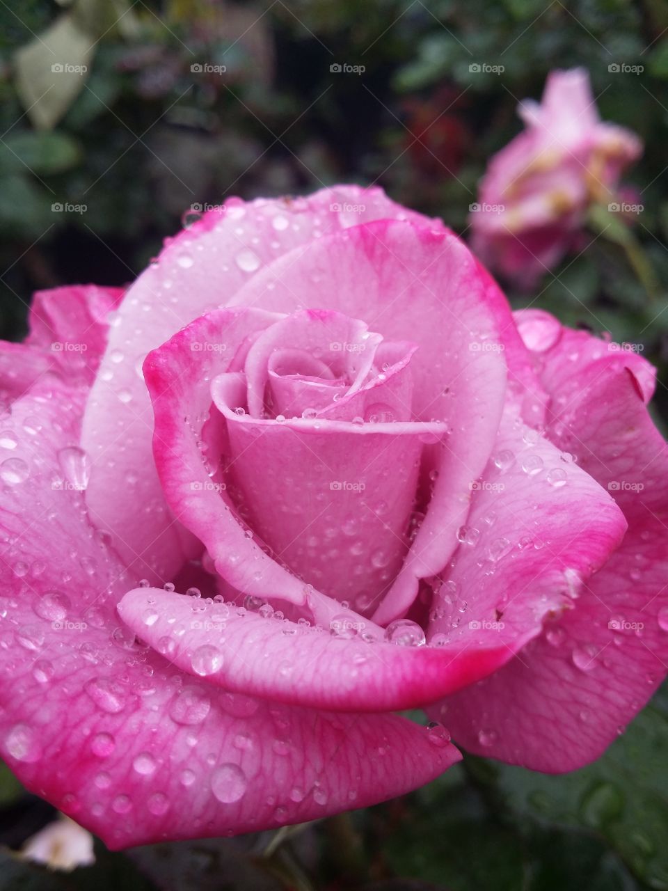 Rose and rain drops