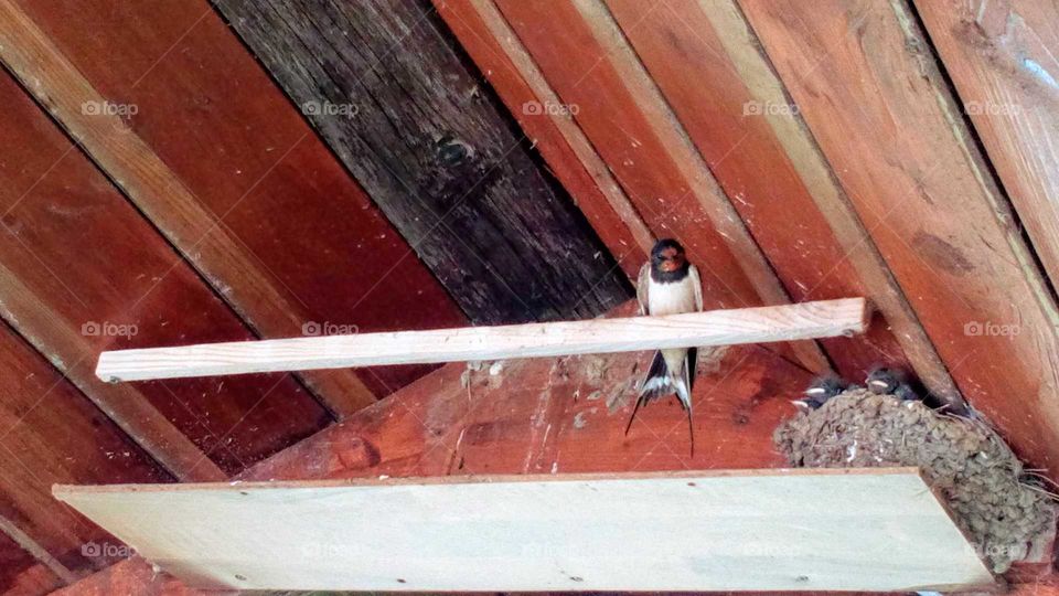 Schwalbe mit Jungtieren