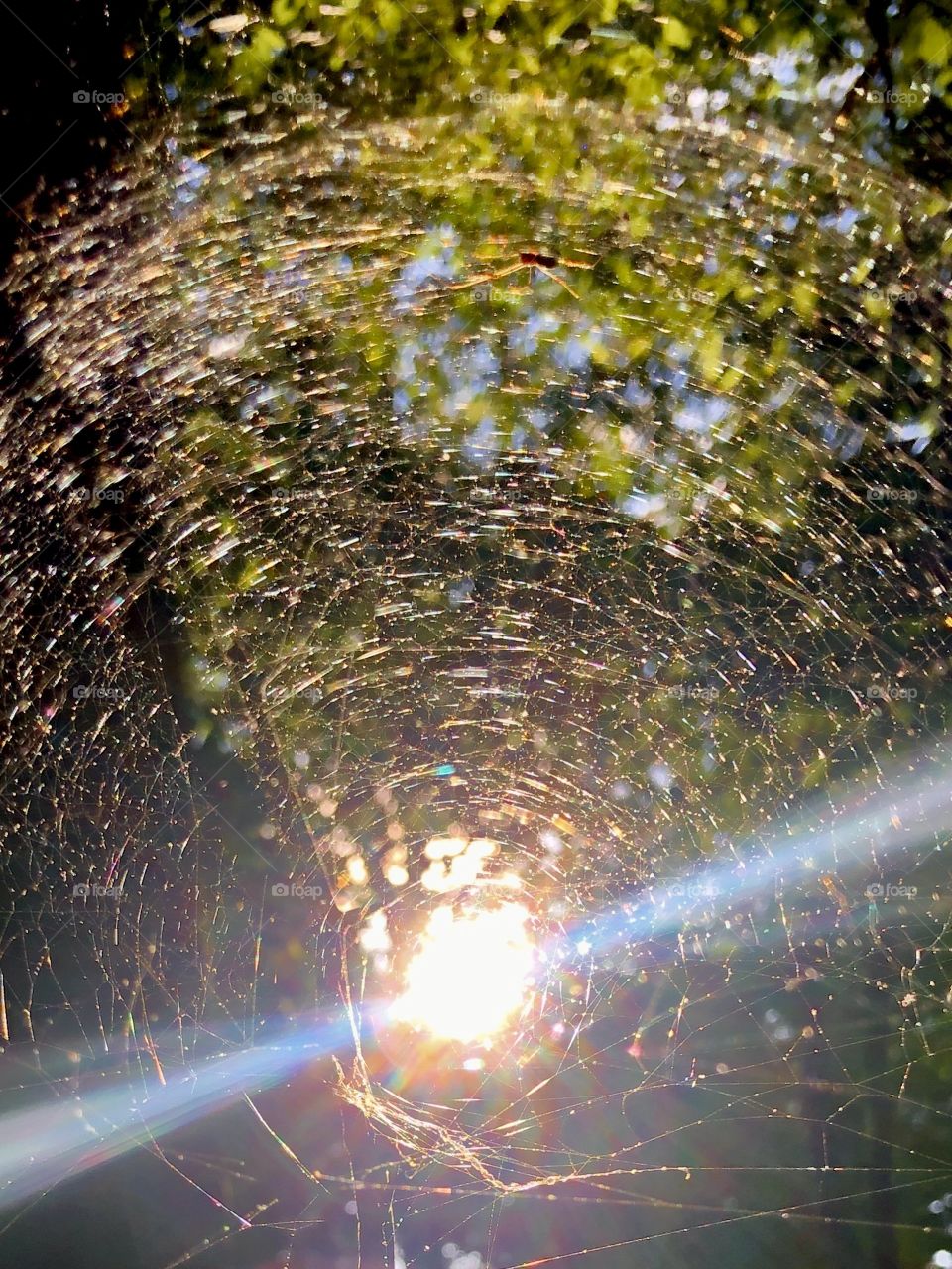 Sunlight on strands on spiderweb 