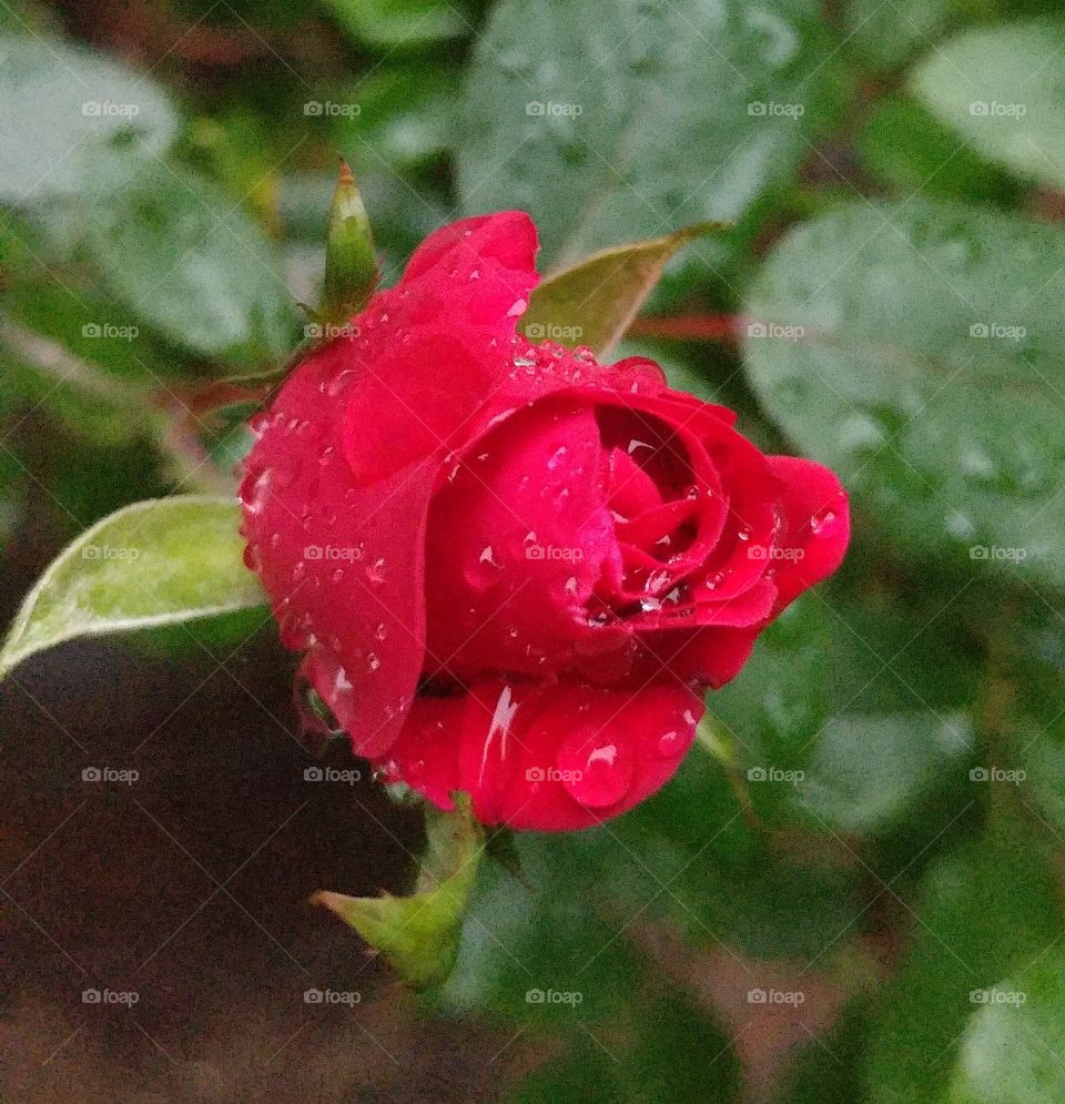 raindrops on rosebud