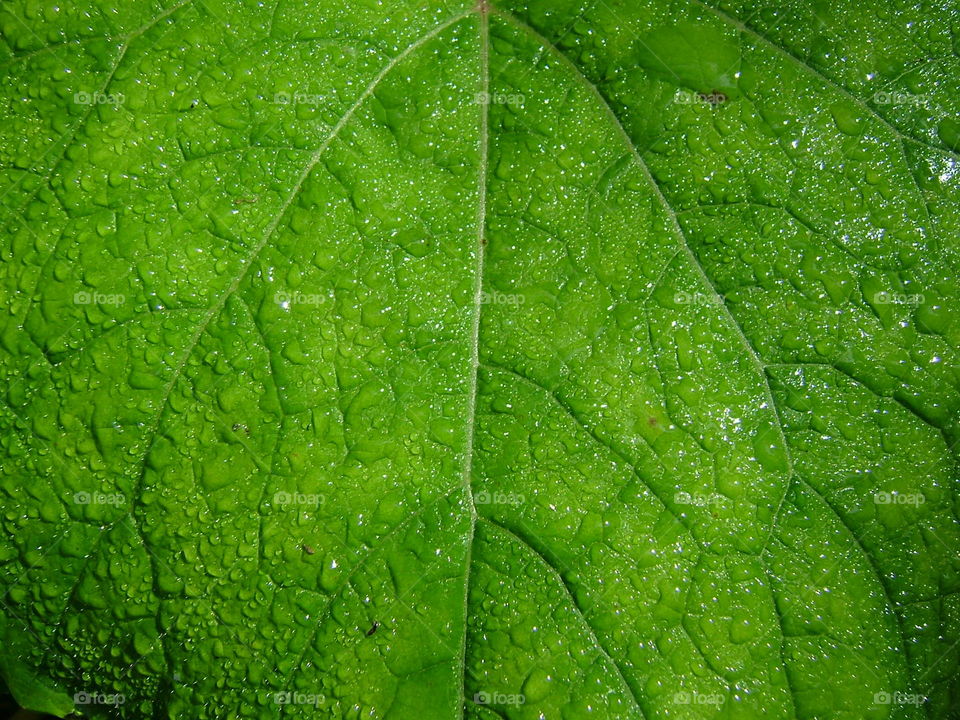 Green leaf