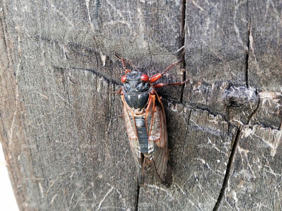 Let the cicada invasion begin!!