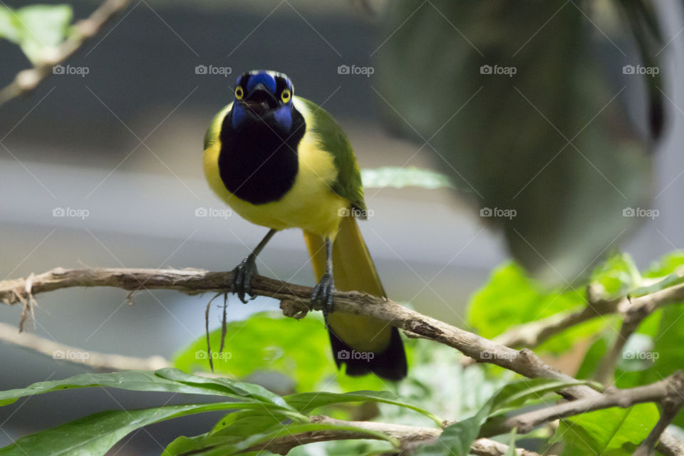 Beautiful colorful bird  - the Inca jay - grön gul blå fågel