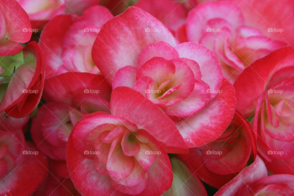 Pink begonias 