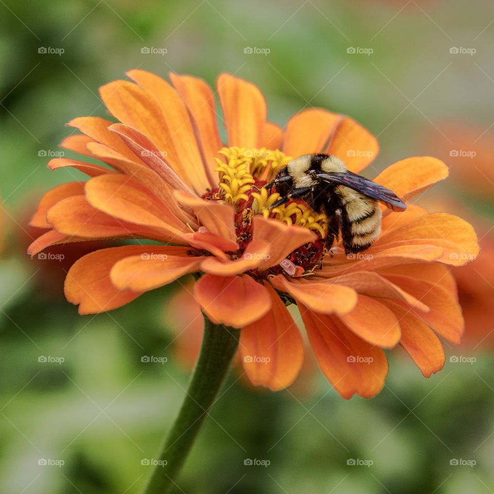 The first bumblebee I spotted after the vanishing of the bees took place a few years ago. Title: The Last of its Kind. 