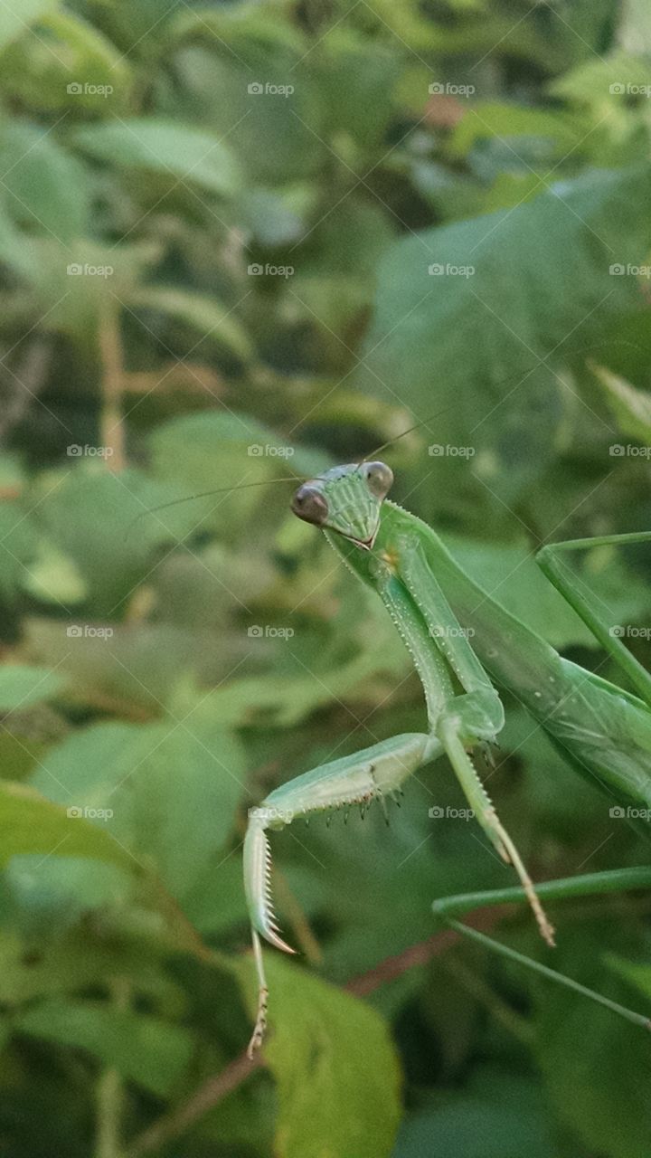 Praying Mantis
