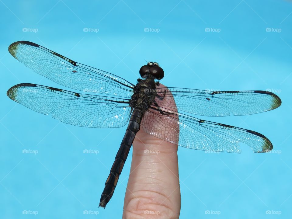 Dragonfly on my finger