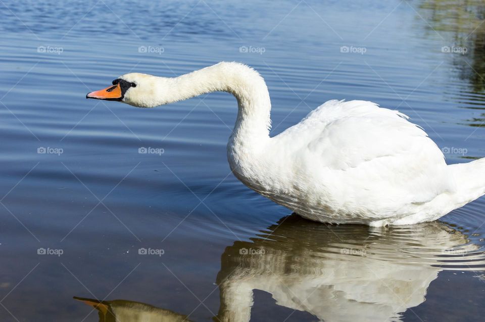 Swan