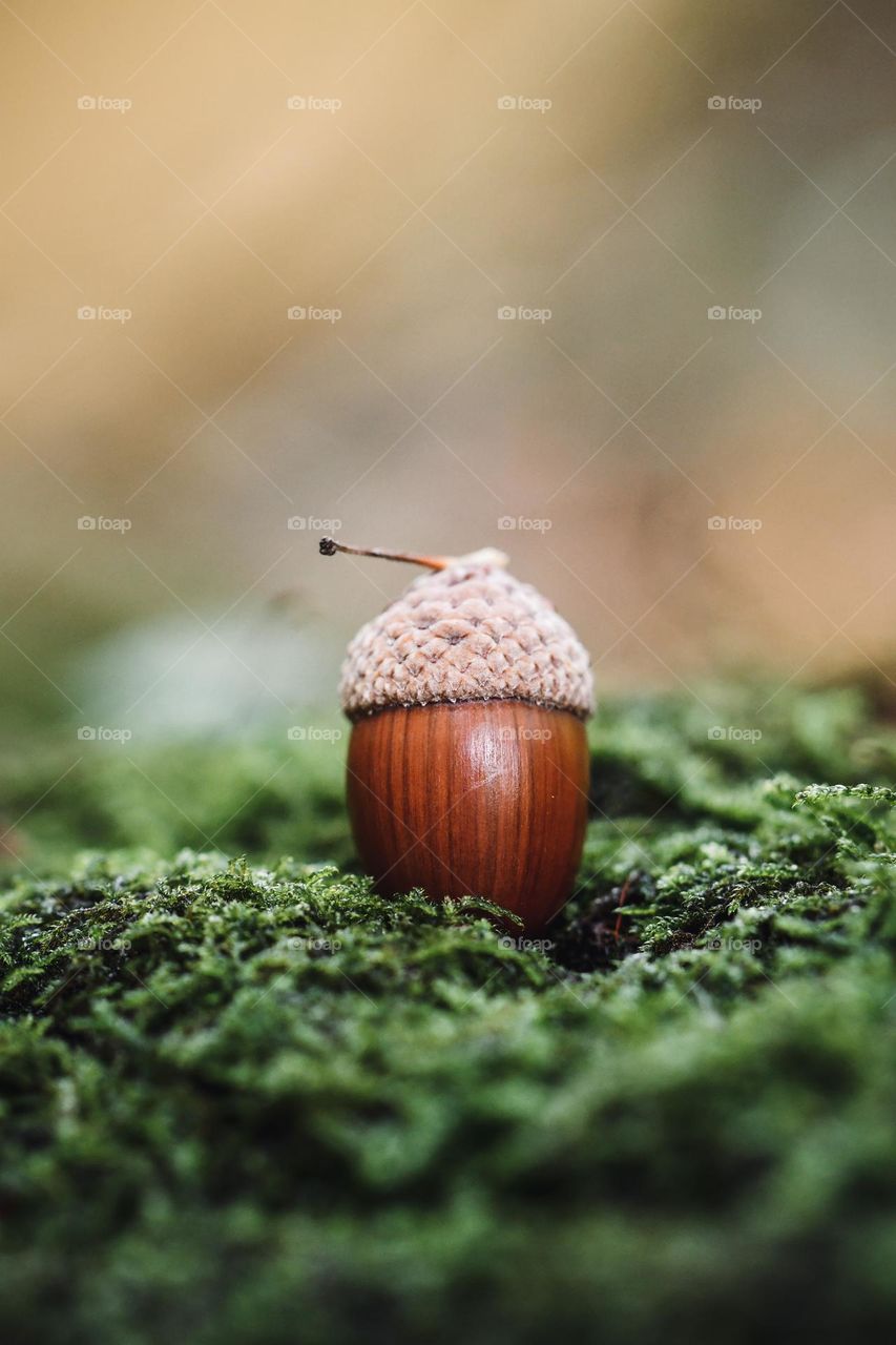 Close up or macro of a nut in the forest