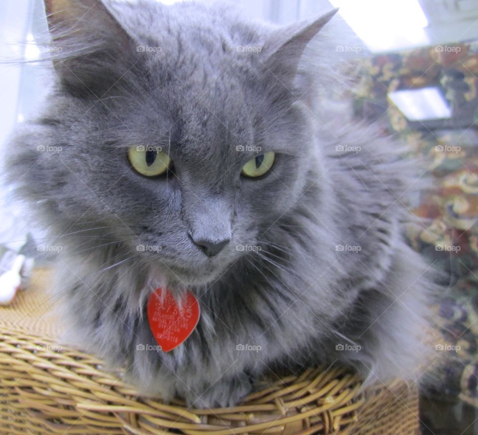 Gray cat 