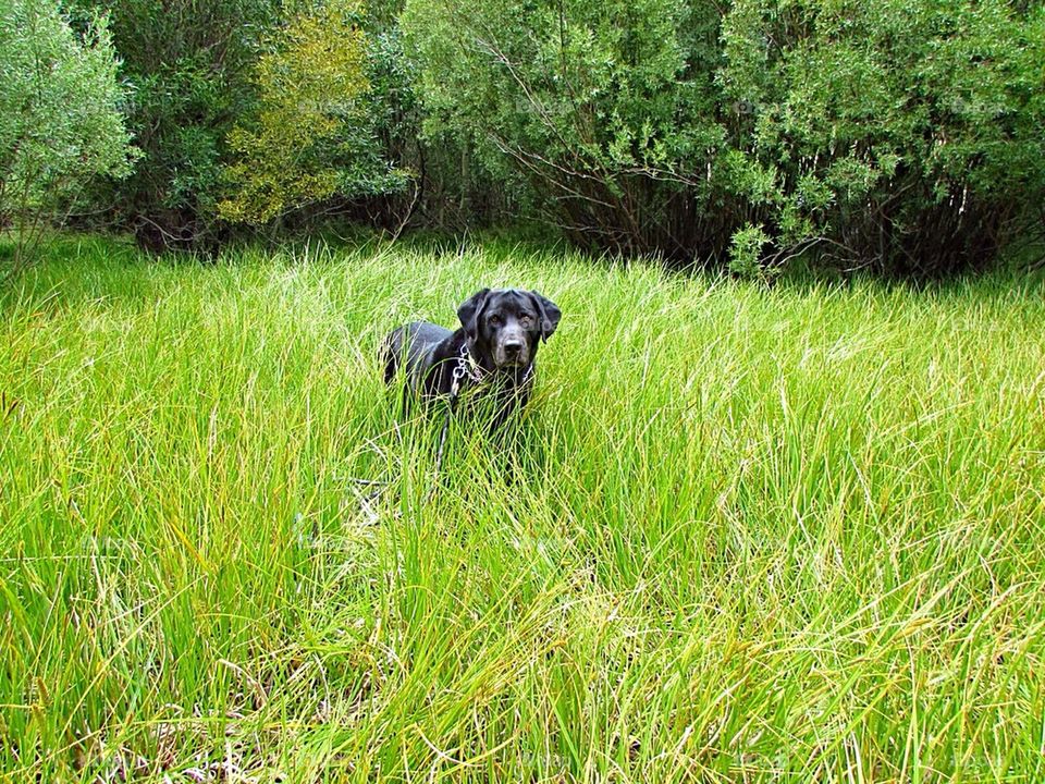 Labrador in Prairie 