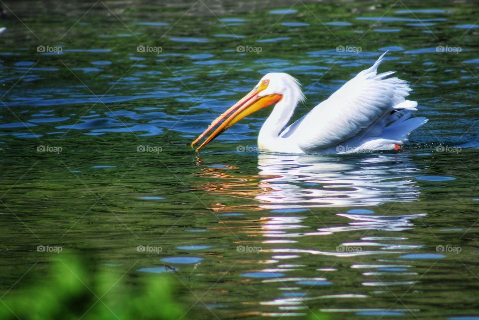 white pelican in a green pond