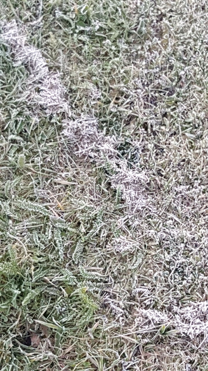 Frost in the grass
