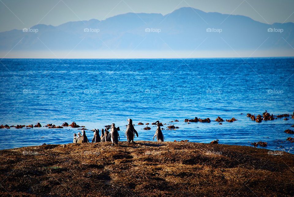 Penguins on the rock near the sea