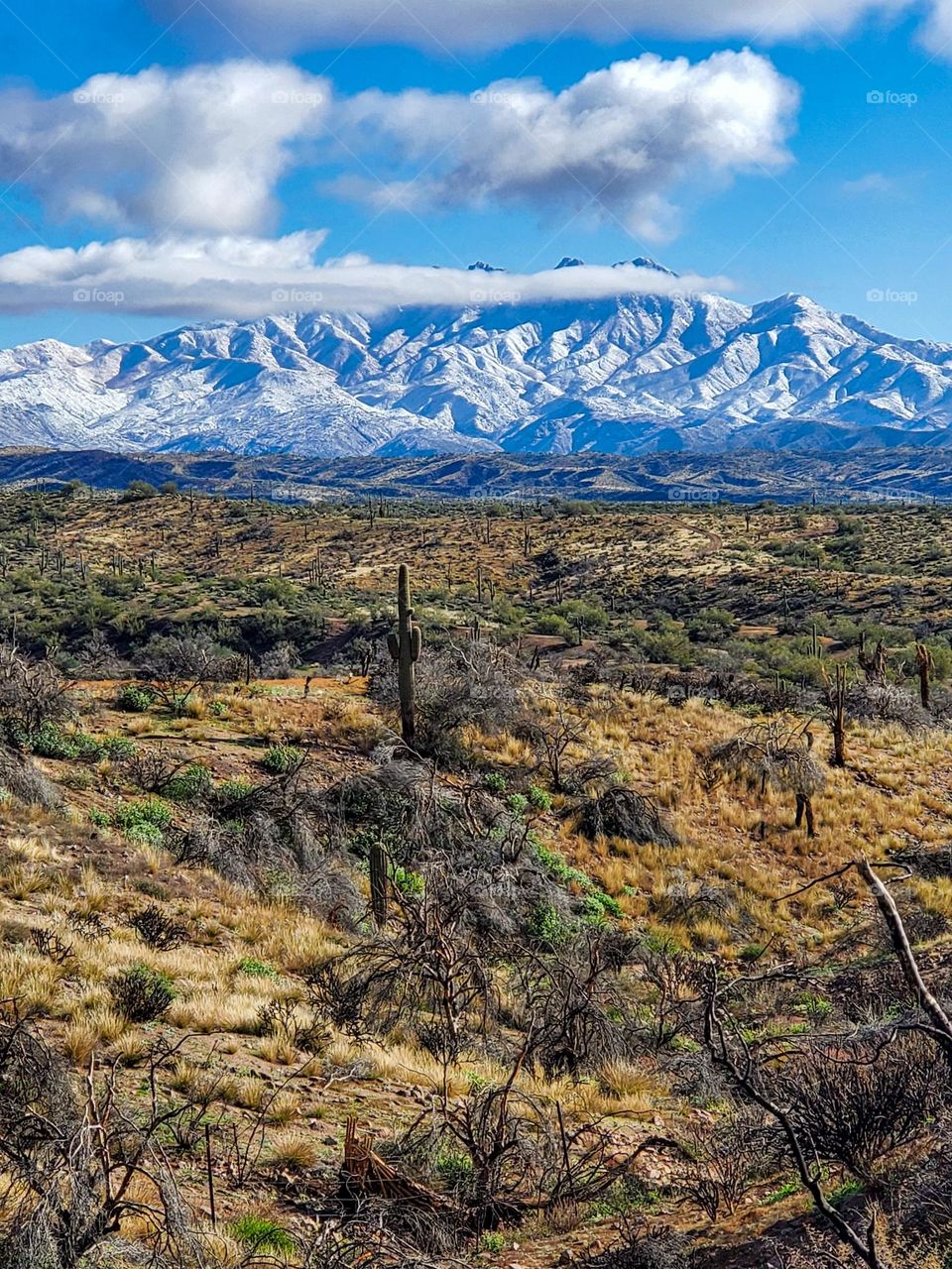 Beautiful snow capped mountains tower above the desert floor near Phoenix Arizona
