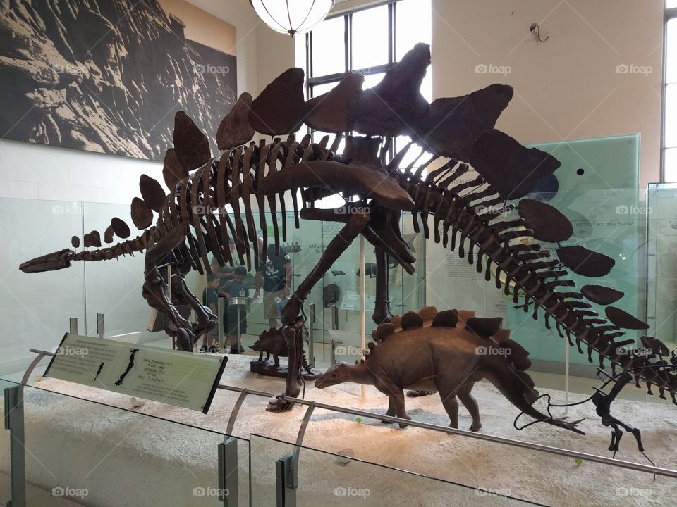 Stegosaurus