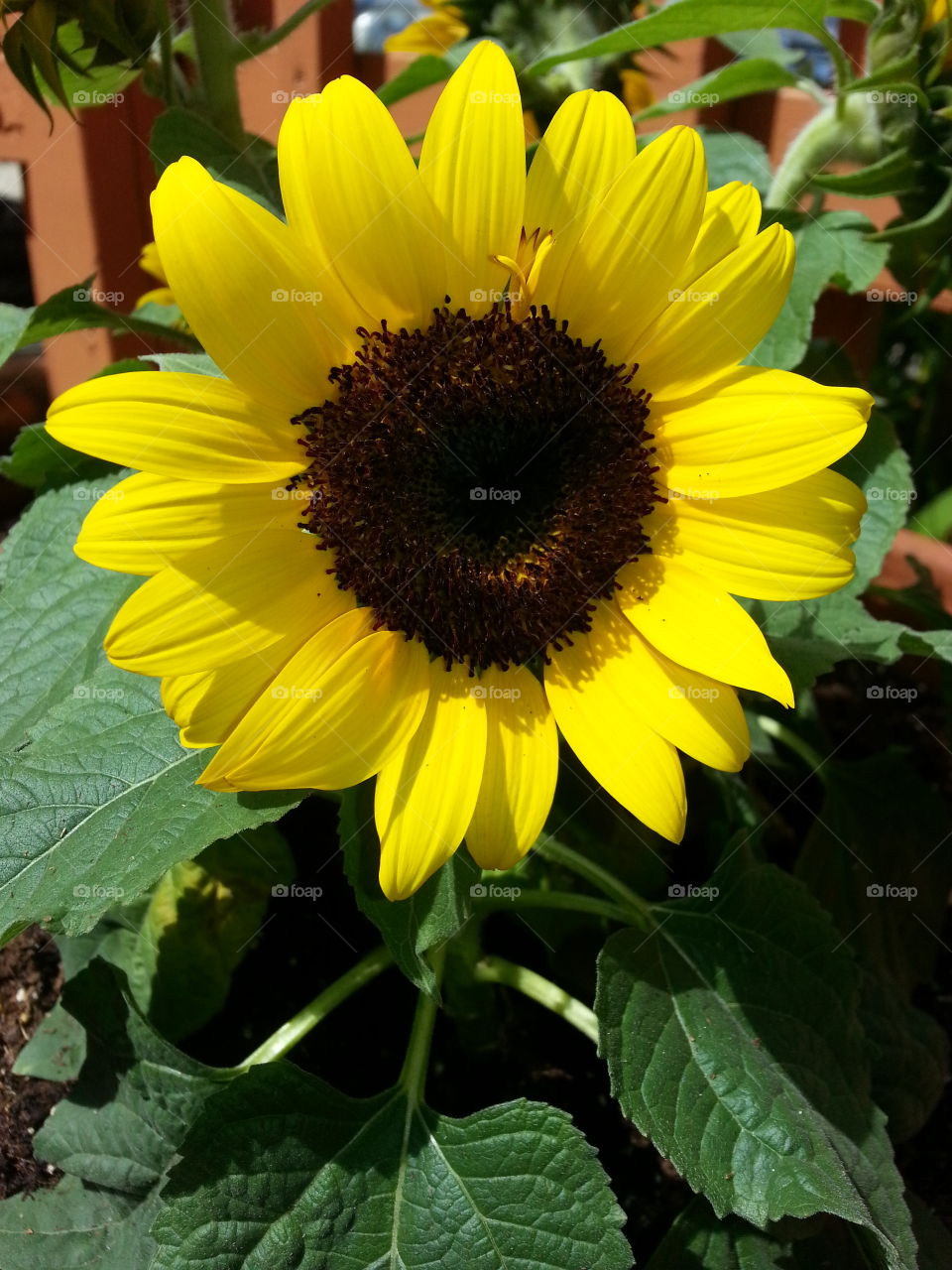 Close-up of sunflower