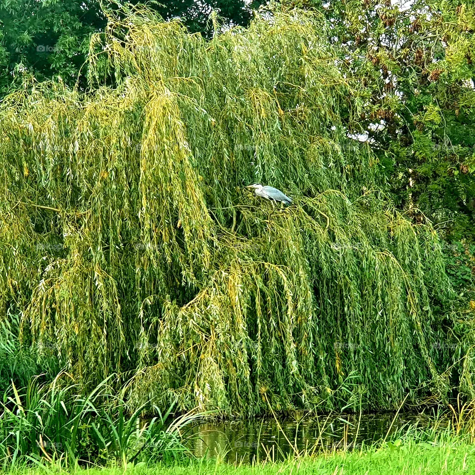 A heron in a big tree