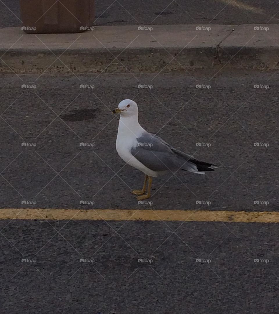 This animal, is a seagull, scrounging for food in a parking lot, taken with my iPhone 5, in the evening 