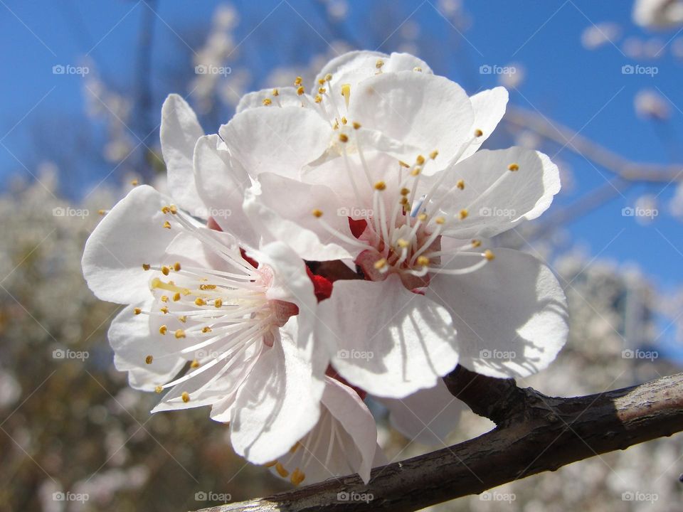 Apricot flowers on the background of the sky