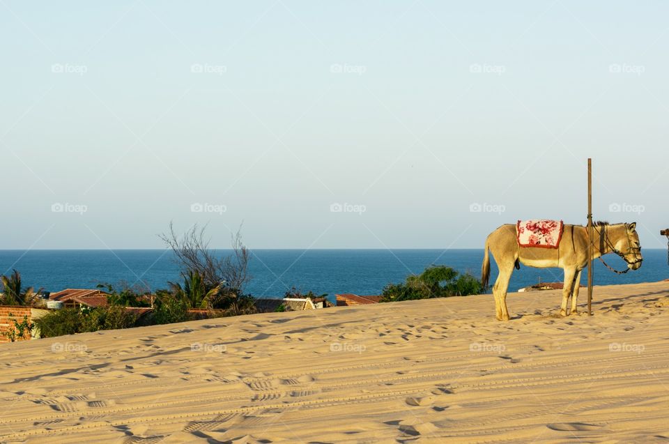 Animal donkey in the sea