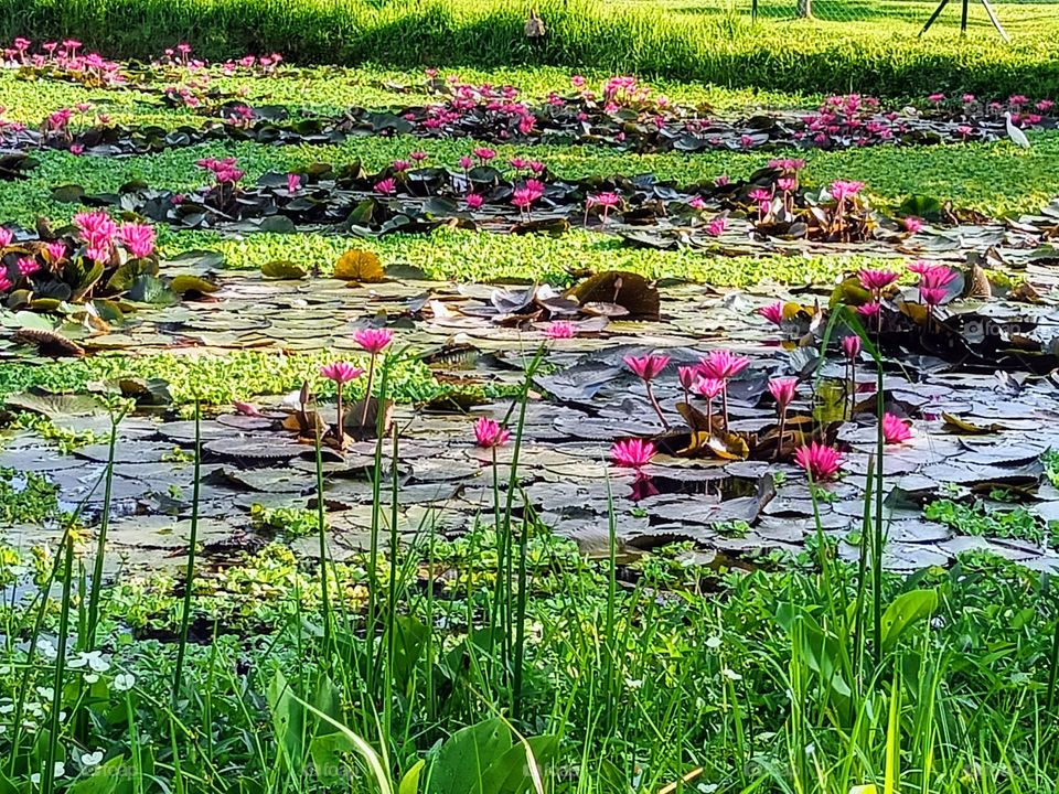 Water lilies growing in the pond.