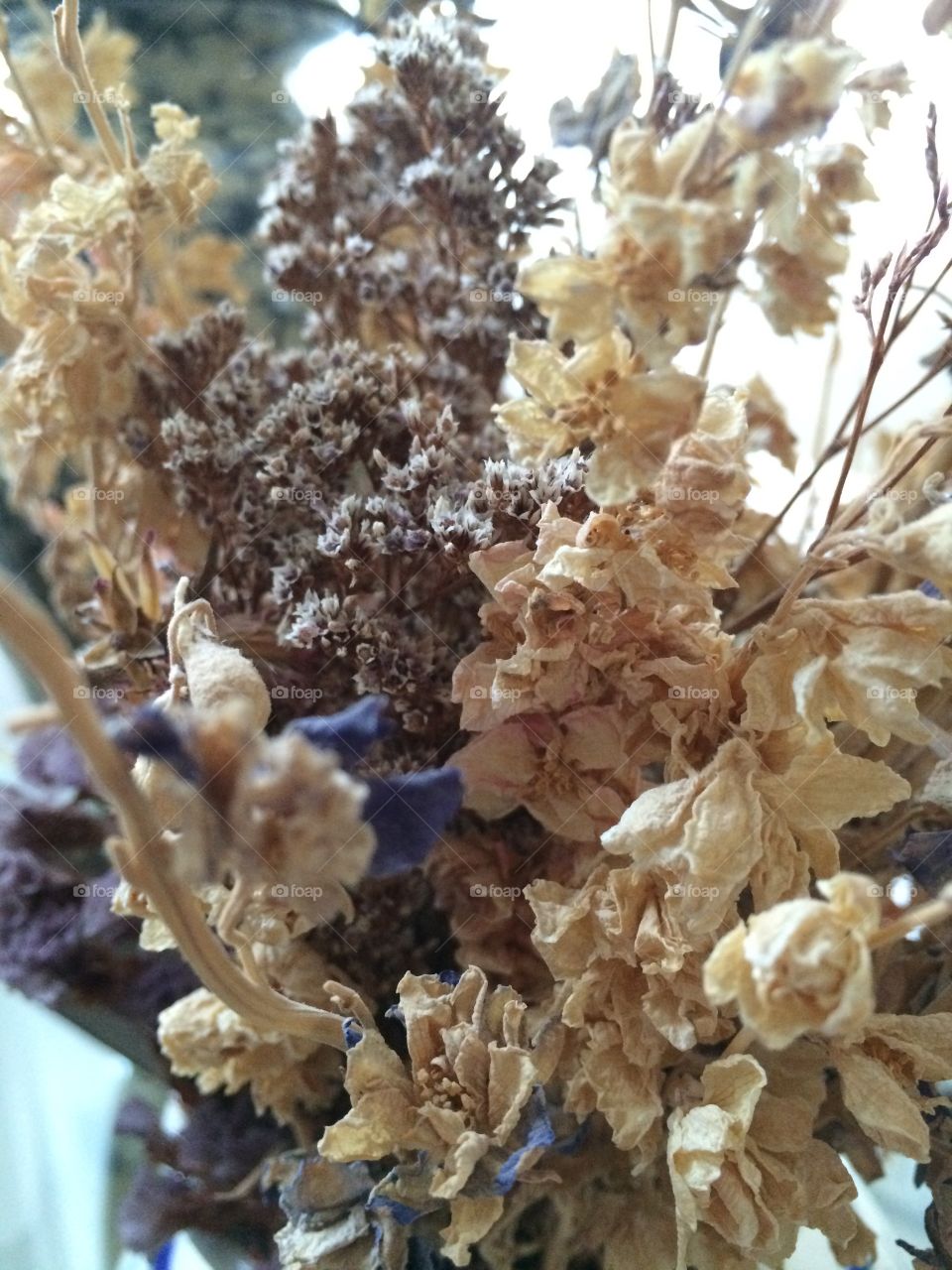 Dried Flowers 