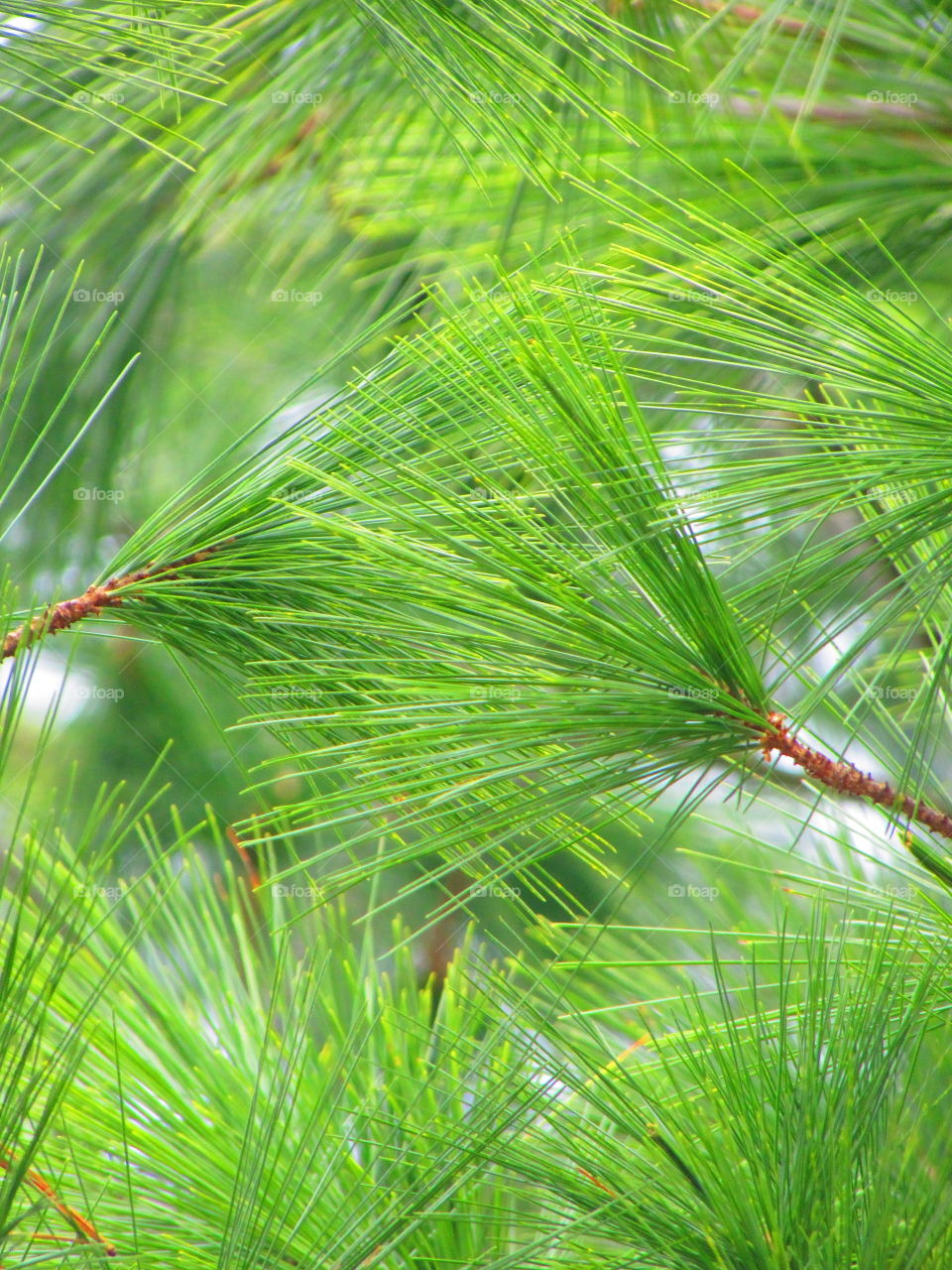 Textures, plants , green, trees