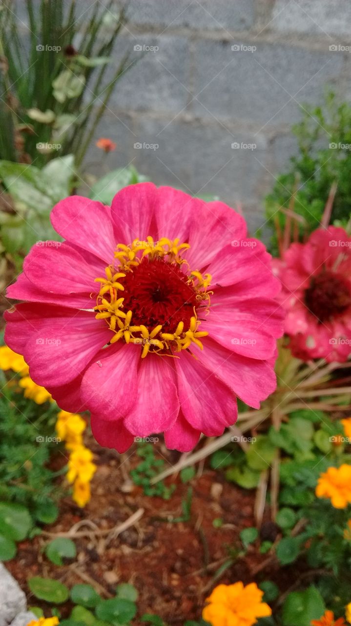 Lindas flores de cores vibrantes. Tem como não agradecer a Natureza por sua generosidade?