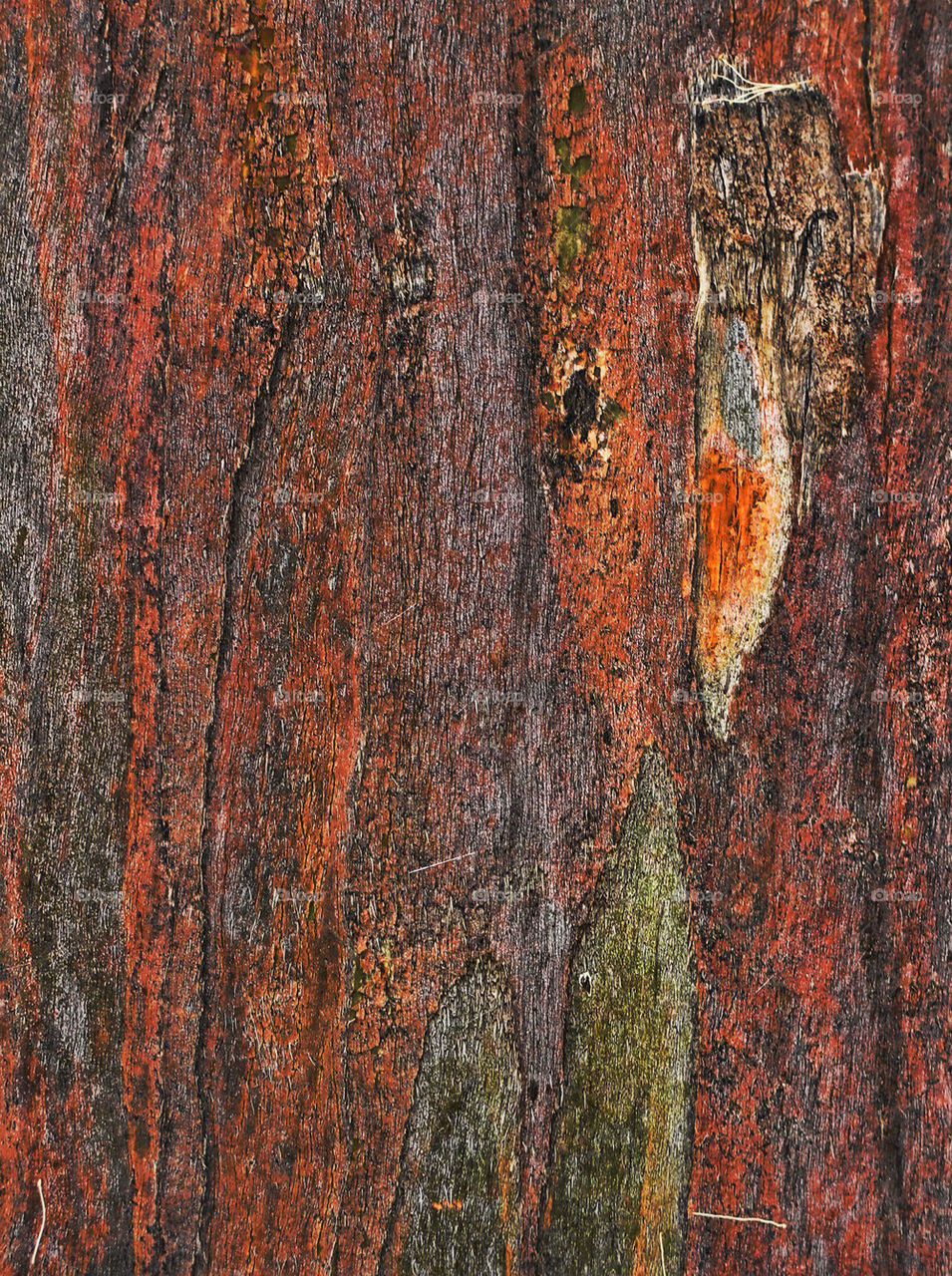 tree colours new bark by chris7ben