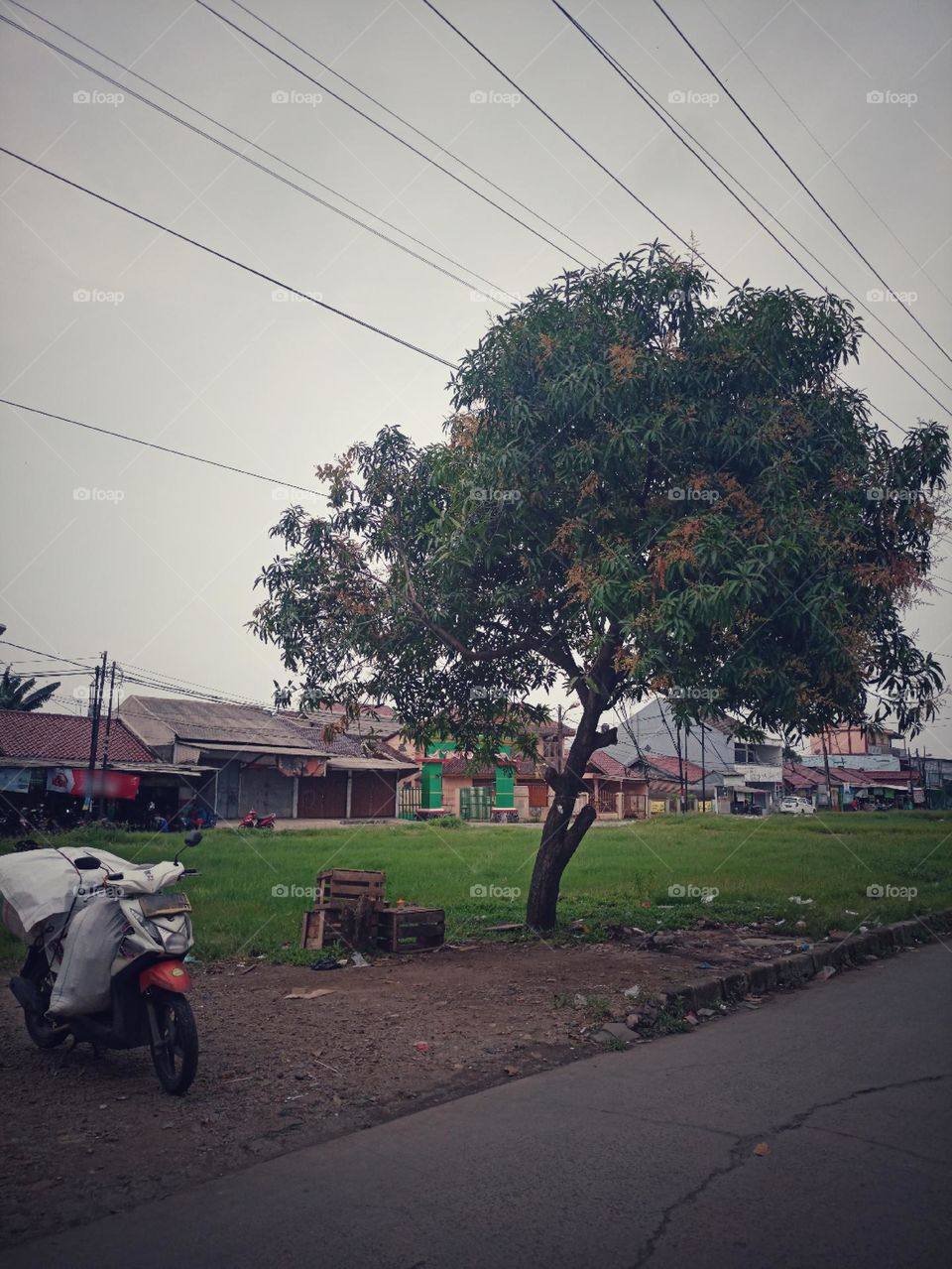 Daily in The Simple Scene