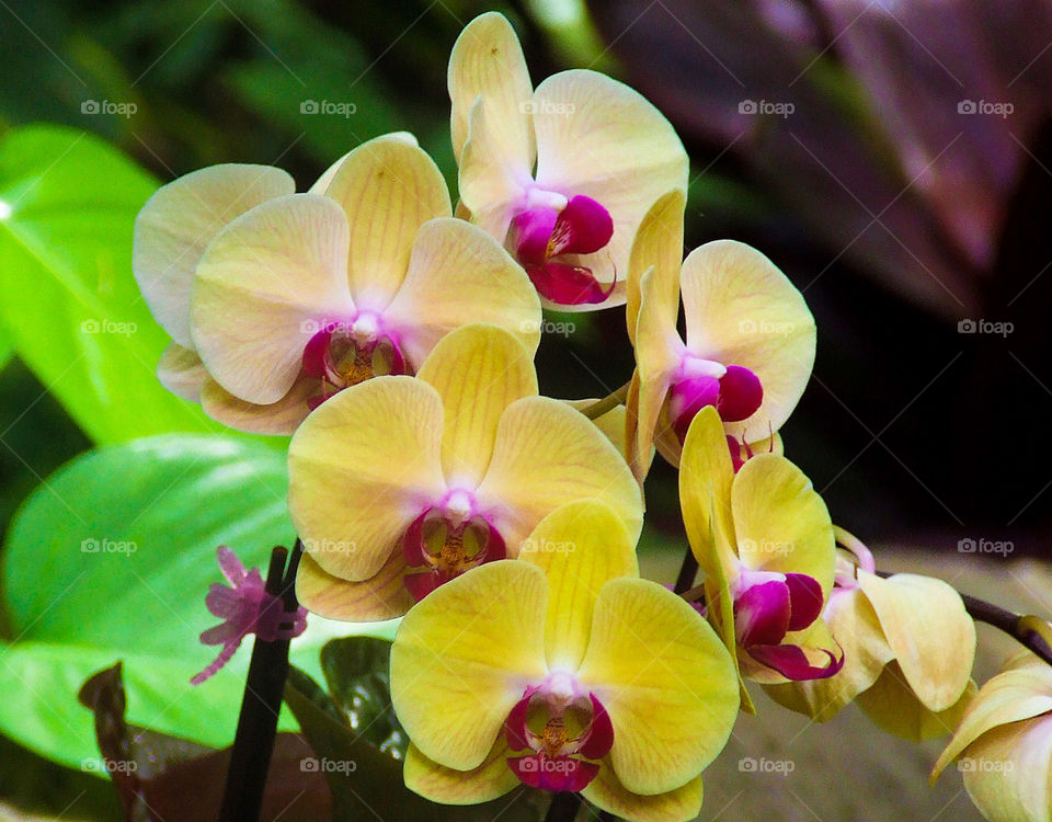 macro flowers