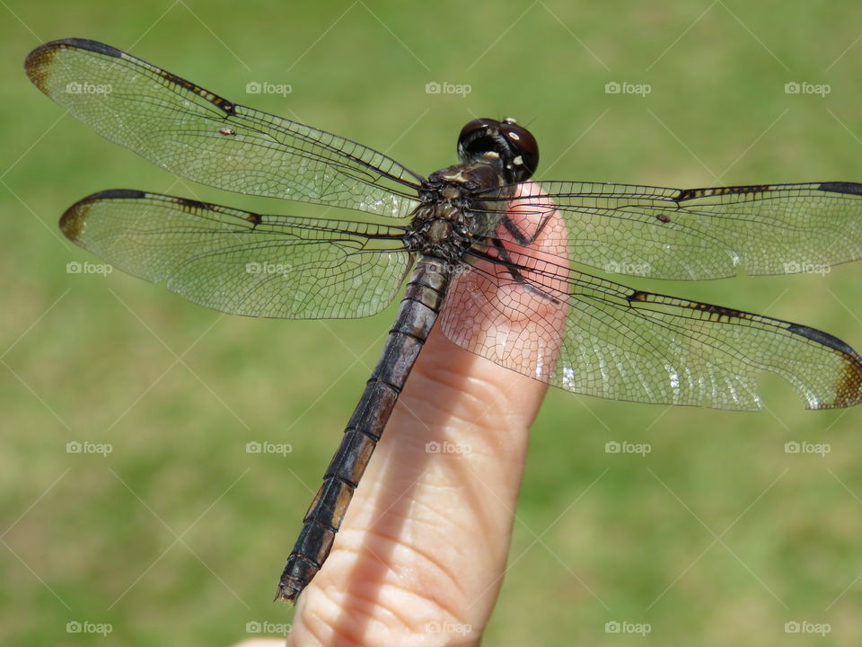 dragonfly