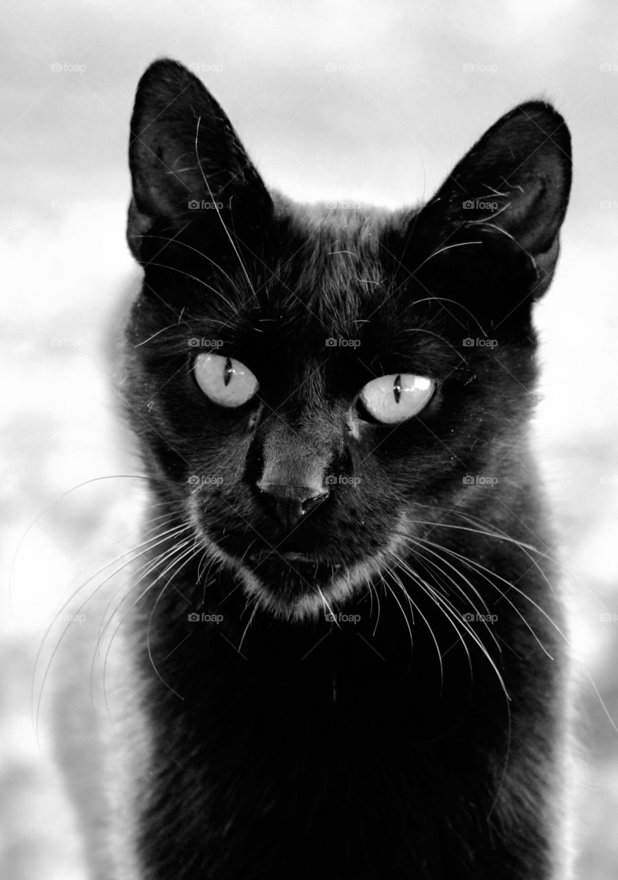Black cat in black and white