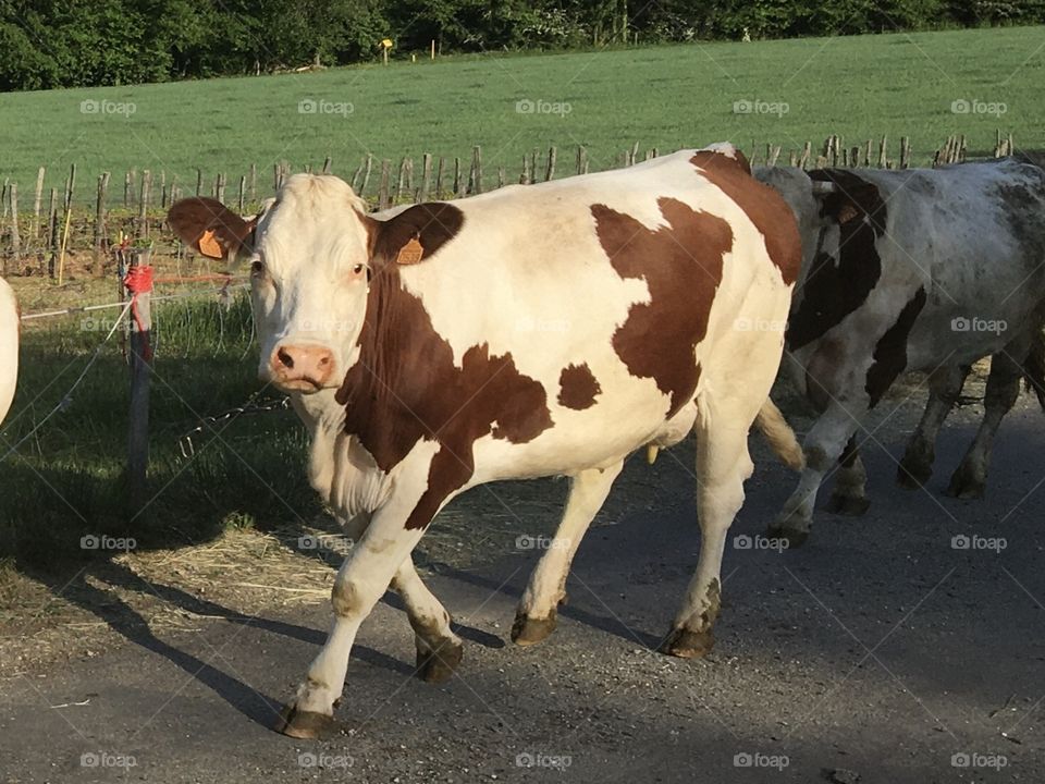 Hello, I’m in hurry !