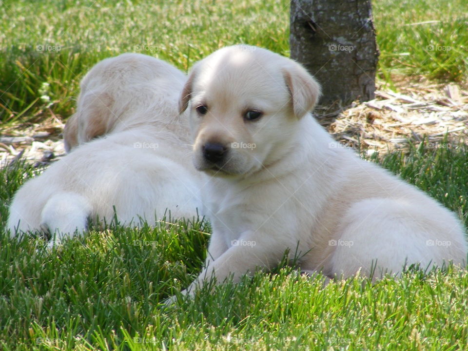 Yellow lab puppies