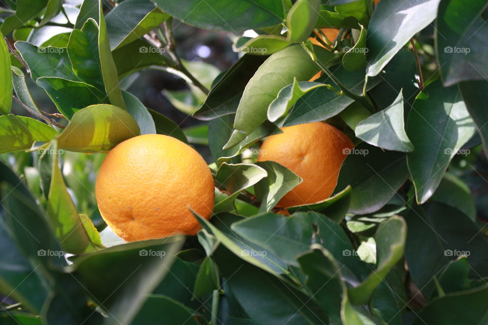 Tangerines 