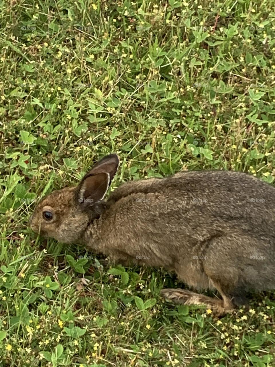 Backyard Bunny