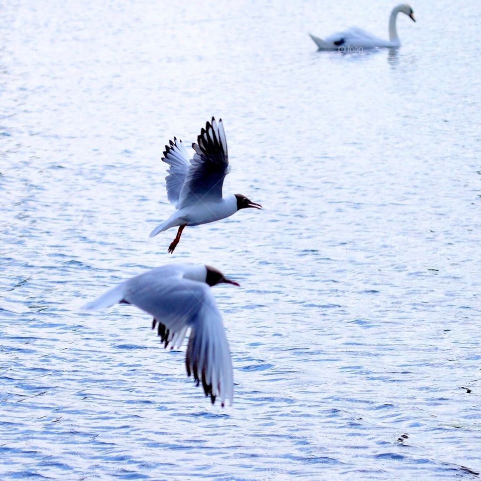 Flying birds by the water